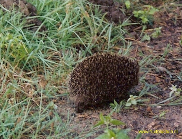 Egel