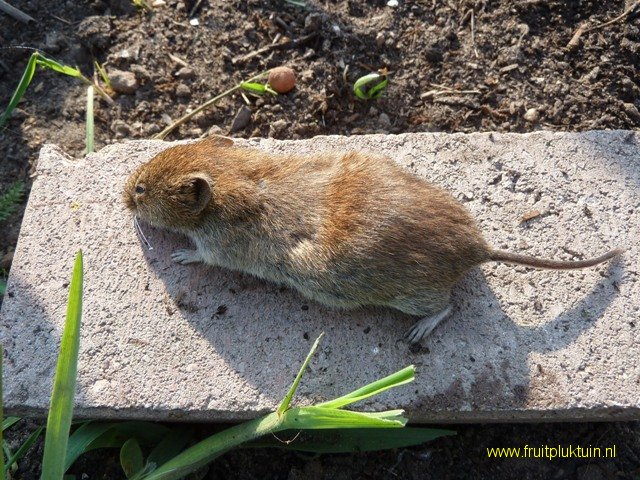 Woelmuis