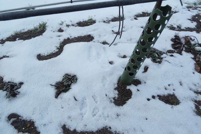 Fruithaagbescherming tegen konijnen 07/02/2015