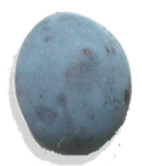 Pruimen